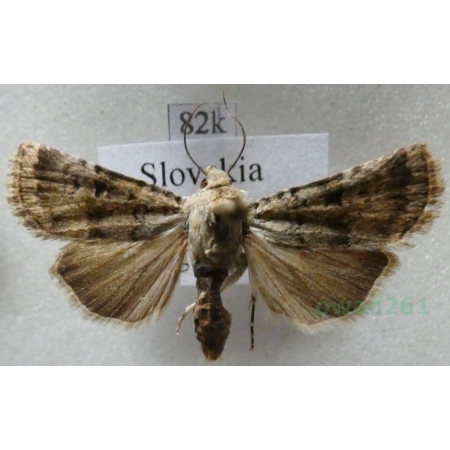 Chersotis fimbriola (Esper, 1803) Slovakia82k